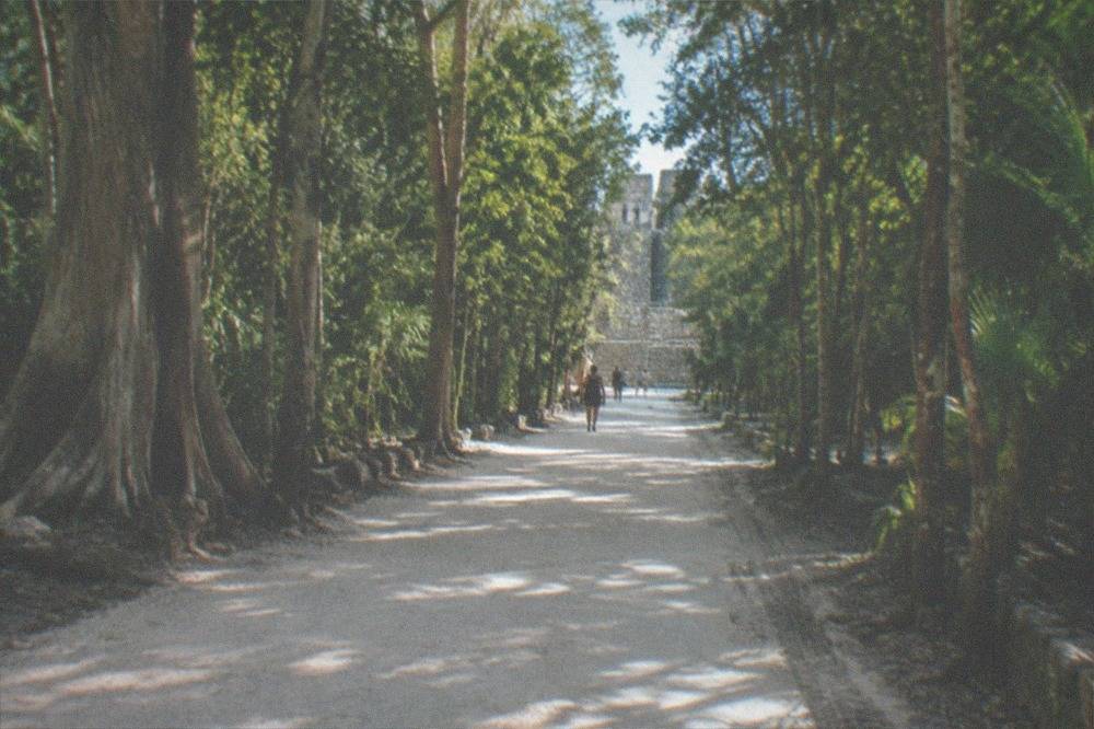 Bicycle parked on a white stone path between tall jungle trees at an archaeological site
