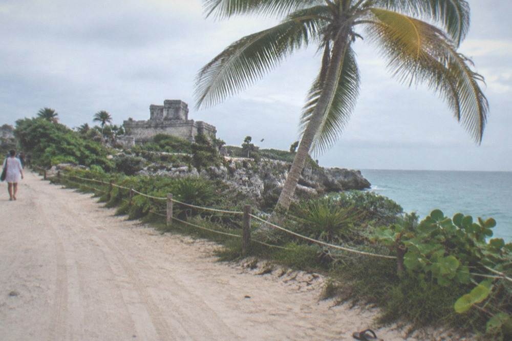 A bicycle leaning against a palm tree on a sandy road near the Tulum coast